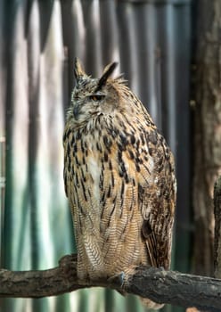 The Eurasian eagle-owl (Bubo bubo), also called the Uhu and eagle-owl