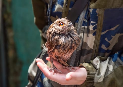 Person holding The collared scops owl (Otus lettia) bird on arm as a caring of a World Animal Day