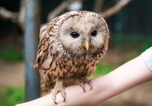 Person holding Ural owl (Strix uralensis) bird on arm as a caring of a World Animal Day