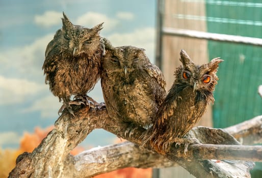 The collared scops owl (Otus lettia) birds sitting together