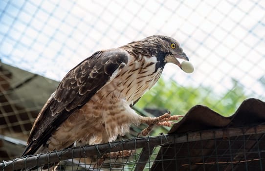 The crested honey buzzard (Pernis ptilorhynchus), also known as the Oriental, Asiatic, or Eastern honey buzzard eating