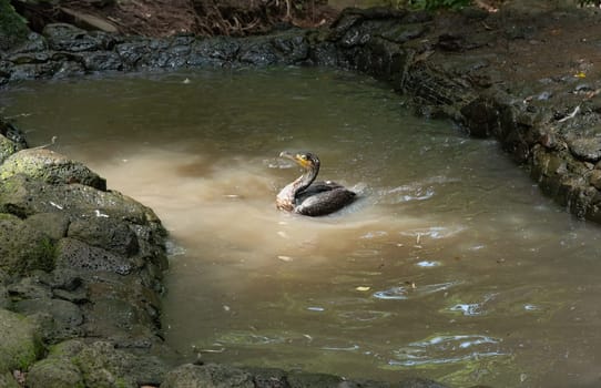 The Japanese cormorant (Phalacrocorax capillatus), also known as Temminck's cormorant