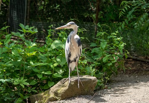 The grey heron (Ardea cinerea) walking in the forest