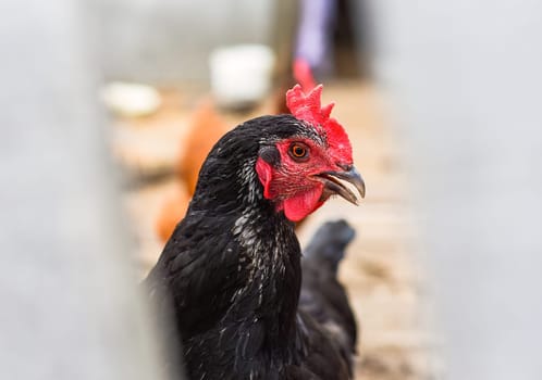 Black chicken looking in the camera