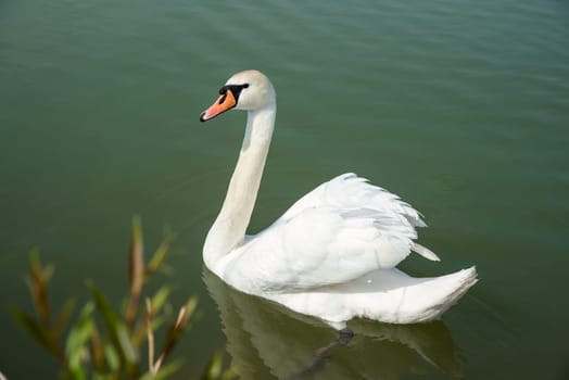 One white swan (Cygnus atratus) swimming in the lake in Russia