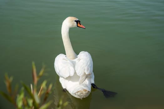 One white swan (Cygnus atratus) swimming in the lake in Russia