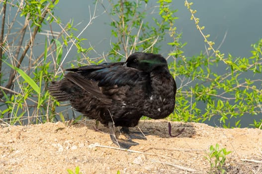 The Pomeranian or Pommern duck also known such as the Shetland duck and Swedish Blue duck