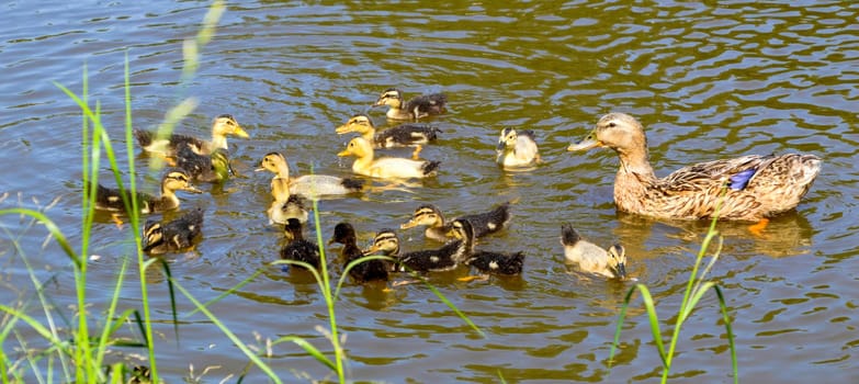 Mallard female (anas platyrhynchos) duck with little ducklings swimming in pond on a summer day