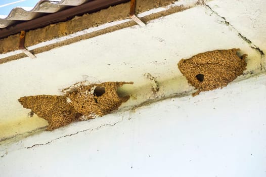 Nests of swallows under the roof of the house. spring, Russia