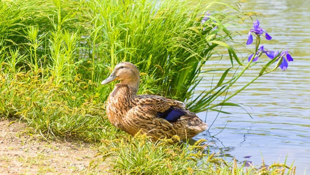 Mallard female (anas platyrhynchos) duck near pond and Iris flowers on a summer day