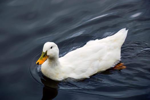 White Pekin duck with drops of water on head swimming in the pond