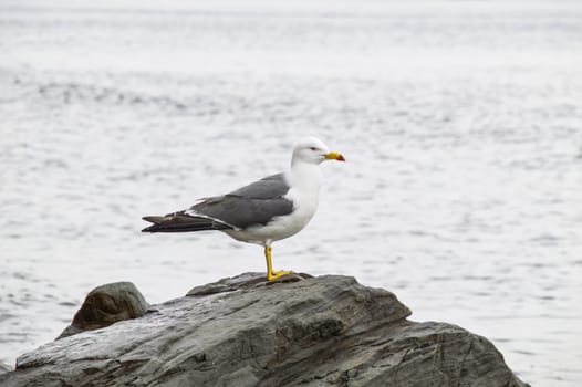 Seagull sitting on the stone of the sea of ​​Japan on a cloudy spring day. Far East, Russia