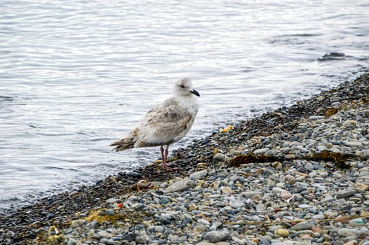 Herring Gull (Larus argentatus) sea bird sitting on the stone shore of the sea of ​​Japan on a cloudy spring day. Far East, Russia
