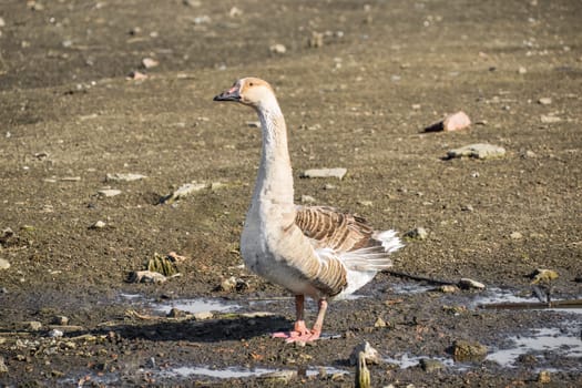 Gray goose standing and looking away near water