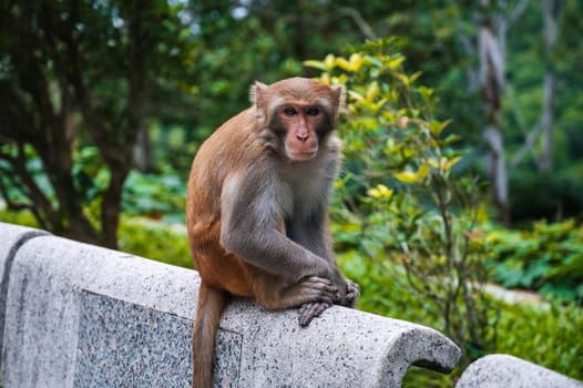 wild monkey in nature on monkey Mountain in Da Nang in Vietnam in Asia
