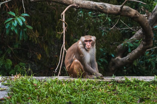 sad wild monkey in nature on monkey Mountain in Da Nang in Vietnam in Asia