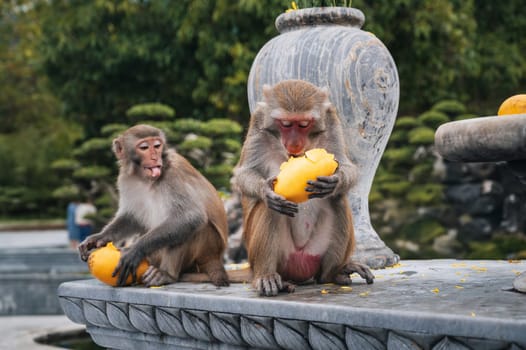 two wild monkeys eats mango at Linh Ung pagoda on Monkey Mountain on Son Tra Island in Da Nang in Vietnam in Asia
