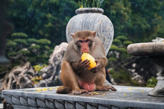 Wild monkey eats mango at Linh Ung pagoda on Monkey Mountain on Son Tra Island in Da Nang in Vietnam in Asia