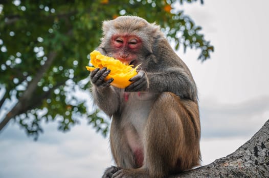 Happy funny monkey eats mango sitting on a tree in the forest in the wild nature