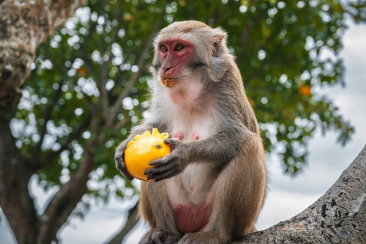 wild monkey eats mango sitting on a tree in the forest in nature close-up