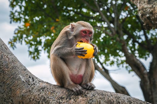 wild monkey eats mango sitting on a tree in forest in nature