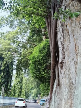 Detailed view of an old tree trunk wrapped with sprawling vine branches, portraying growth, resilience, and the beauty of nature's organic forms.