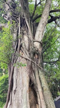 Detailed view of an old tree trunk wrapped with sprawling vine branches, portraying growth, resilience, and the beauty of nature's organic forms.