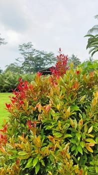 A vibrant bush featuring green leaves and red growth, surrounded by lush tropical vegetation, under a cloudy sky. A serene and tranquil natural scene perfect for relaxation and outdoor themes.