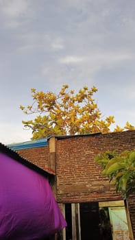 Bright green leaves illuminated by sunlight against a clear blue sky, showcasing nature's beauty and tranquility. Perfect for concepts of organic growth, eco-friendliness, and outdoor beauty.