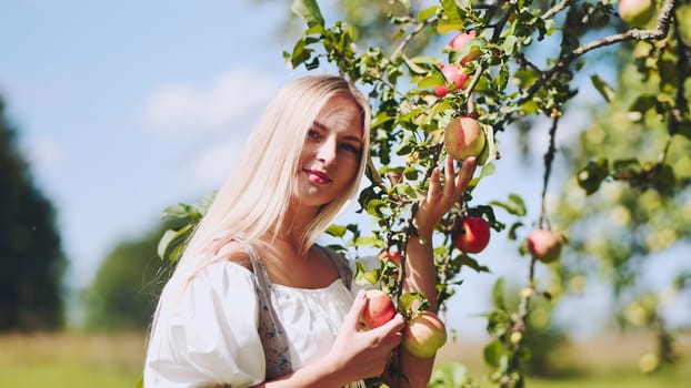 Beautiful blonde woman harvesting ripe apples from branches in a sunlit summer orchard, enjoying the vibrant colors of nature