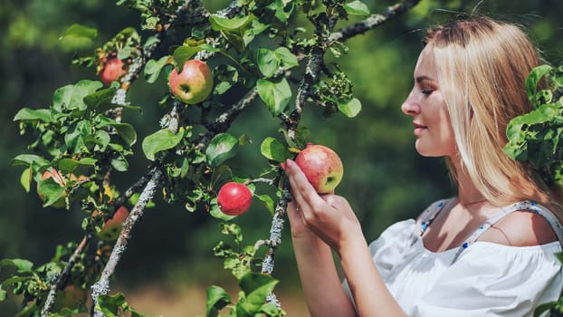 Young blonde woman farmer picking ripe red apples in sunny orchard, enjoying harvest of fresh organic fruit