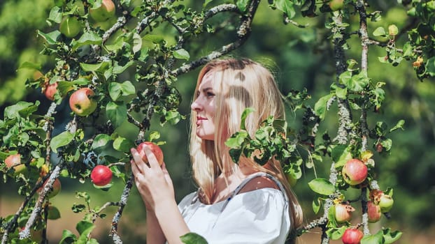 Smiling blonde female picking ripe red apples in sunlit orchard, gathering fresh organic produce from lush garden landscape
