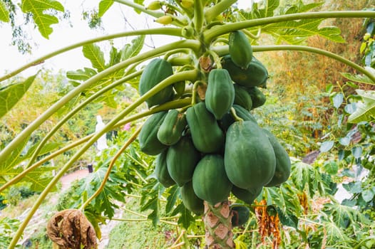 fresh papaya tree with bunch of fruits.
