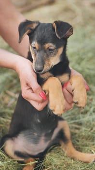 Nurturing hands gently holding newborn black and tan puppy nestled in soft hay, embodying maternal warmth and caring connection