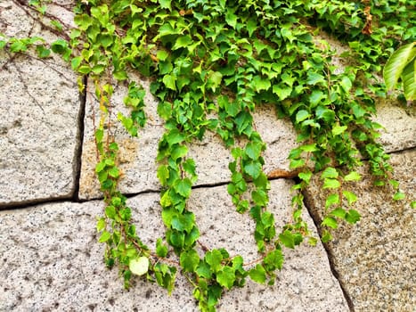 Ivy vines grow lushly along a cracked stone wall, forming a green frame with ample space for text or copy above and below the foliage.