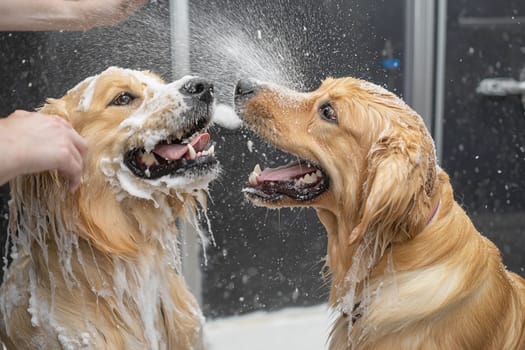 Two golden retrievers are being groomed as soap bubbles fly around them during bath time.