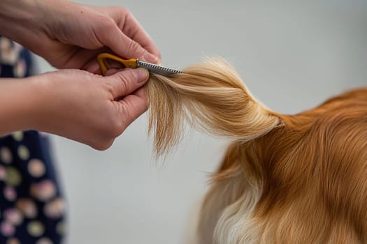Hands carefully trim the tail hair of a dog during a grooming session at a pet salon.