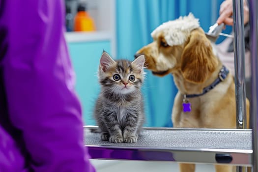 A fluffy kitten and a dog are being groomed at a pet salon with attentive owners nearby.