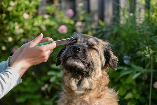 A joyful dog enjoys being groomed outside surrounded by greenery and blooming flowers.