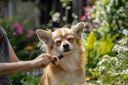 A dog enjoys being groomed in a colorful garden full of flowers and sunshine.