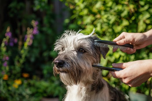 A pet owner grooms a scruffy dog in a vibrant garden on a sunny day, enhancing the dog is appearance.