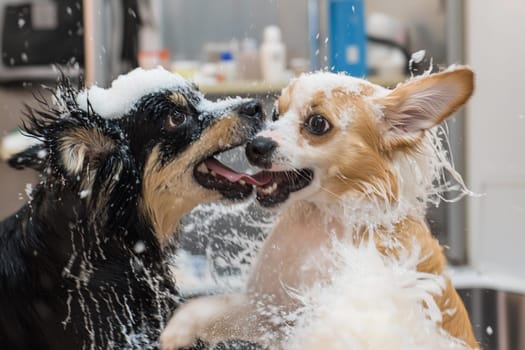 Two dogs covered in suds playfully interact during a grooming session at a pet salon.