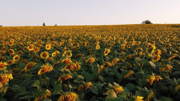 Aerial drone view flight over sunflowers growing on field of sunflowers. Aerial drone shot. Agriculture. Aerial view of sunflowers. Landscape with big yellow farm field in summer. Natural background