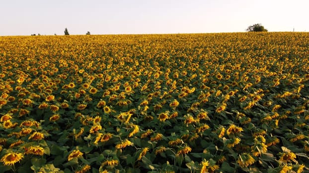 Aerial drone view flight over sunflowers growing on field of sunflowers. Aerial drone shot. Agriculture. Aerial view of sunflowers. Landscape with big yellow farm field in summer. Natural background