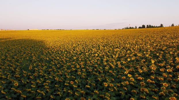 Aerial drone view flight over sunflowers growing on field of sunflowers. Aerial drone shot. Agriculture. Aerial view of sunflowers. Landscape with big yellow farm field in summer. Natural background