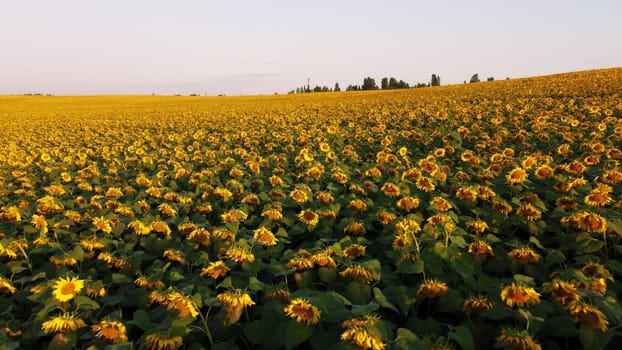 Aerial drone view flight over field with ripe sunflower heads at dawn sunset. Top view. Scenery farmland and plantations. Landscape fields agro-industrial culture. Agrarian countryside