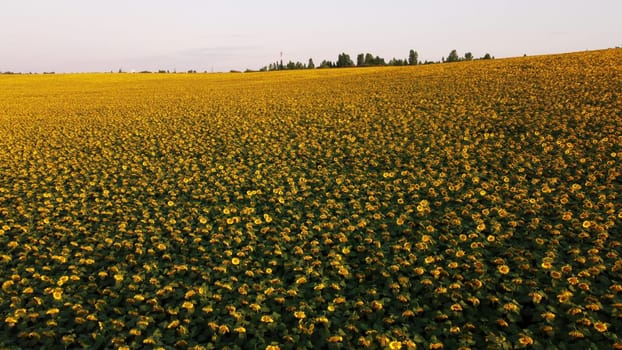 Aerial drone view flight over sunflowers growing on field of sunflowers. Aerial drone shot. Agriculture. Aerial view of sunflowers. Landscape with big yellow farm field in summer. Natural background