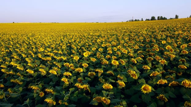 Aerial drone view flight over sunflowers growing on field of sunflowers. Aerial drone shot. Agriculture. Aerial view of sunflowers. Landscape with big yellow farm field in summer. Natural background