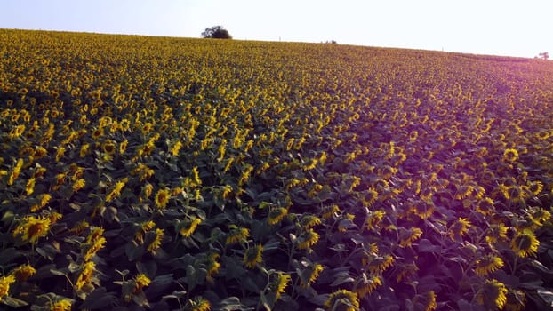 Aerial drone view flight over field with ripe sunflower heads at dawn sunset. Red sun glare. Top view. Scenery farmland and plantations. Landscape fields agro-industrial culture. Agrarian countryside