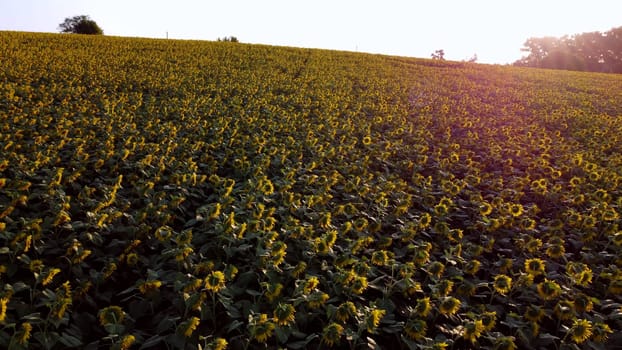 Aerial drone view flight over field with ripe sunflower heads at dawn sunset. Red sun glare. Top view. Scenery farmland and plantations. Landscape fields agro-industrial culture. Agrarian countryside